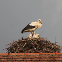 Das inzwischen verlassene Storchennest auf dem "Huber"-Haus, das jetzt abgerissen wird