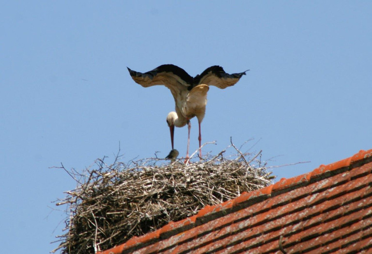 Storchenjunges 22.5.14